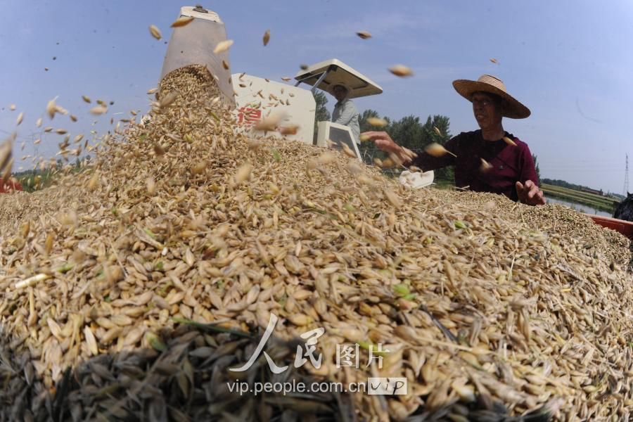 湖北襄阳:夏收开镰