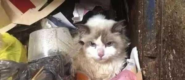 男子与猫争宠不过,愤然化身“虐猫狂魔”,网友:可惜了! 龙8国际PT平台