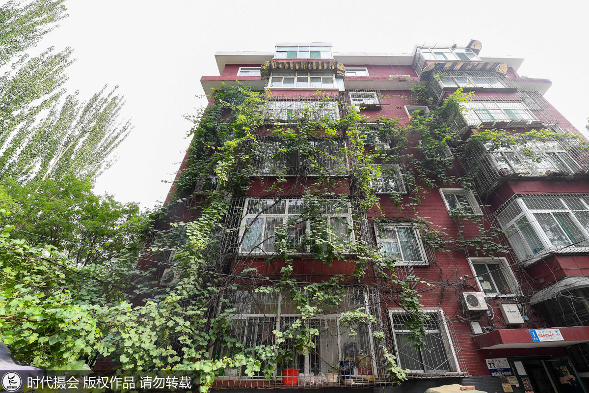 葡萄树长25年藤蔓爬满5层楼 能结1吨果实街坊邻里免费吃