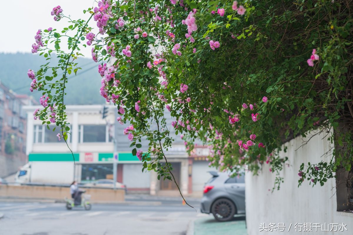 街头的蔷薇花绽放，济南玉函路最美花墙来啦!