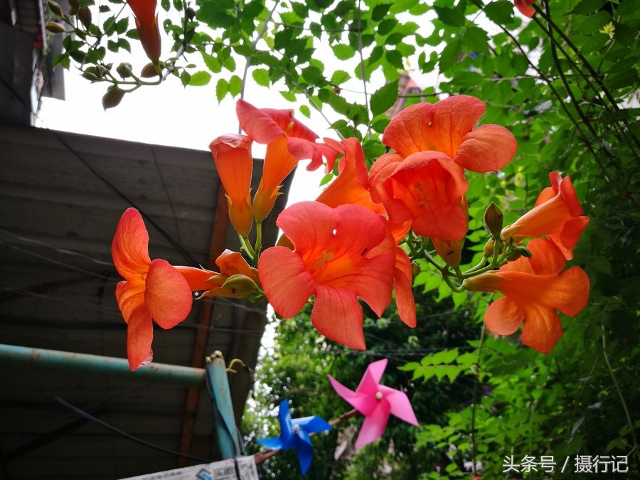 湖北宜昌小区一种藤蔓植物,夏日里红花缀满枝