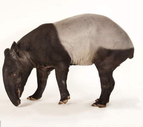 不是吧,特维斯也得过这奖?