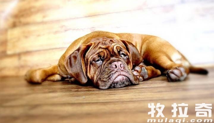 狗狗腹泻怎么办?狗狗拉肚子注意什么?