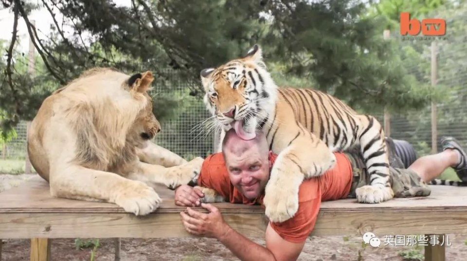 美国人当宠物养的老虎,数量居然是全球野生老