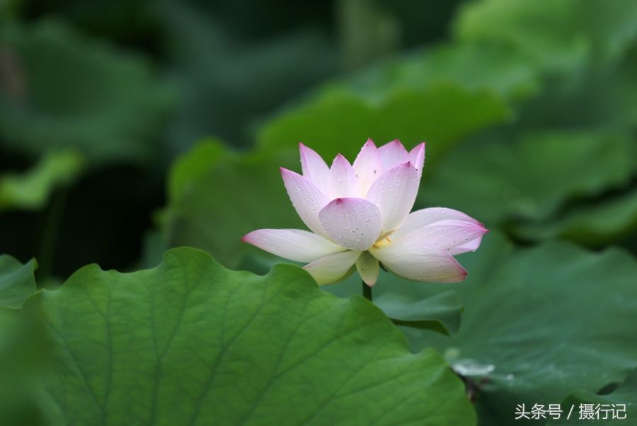 湖北宜昌:又到荷花娇艳时，微风习习，荷花荷叶荷韵美