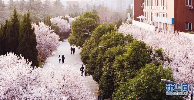 美炸！航拍西安繁花似锦 与春天浪漫邂逅
