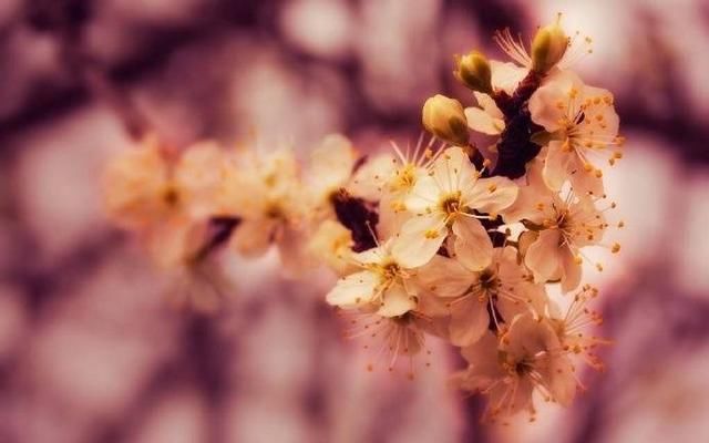 描写桃花的古诗词精选，花美情真，一起感受桃花的诗情画意