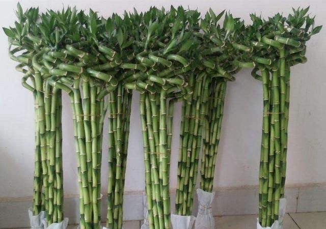 富贵竹几支最合适 t015a2d99c509ea11e7.jpg