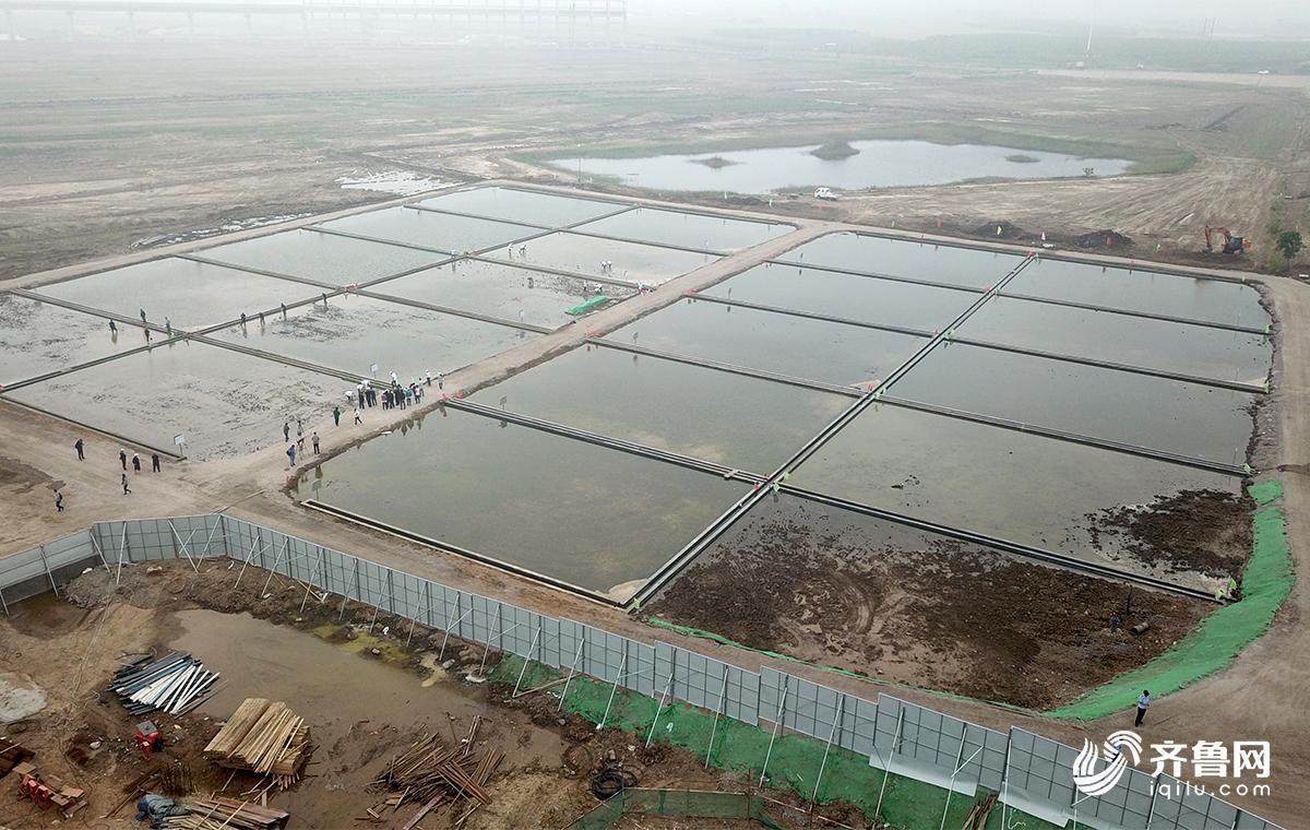 盐碱滩上也能种水稻!青岛海水稻插秧正进行