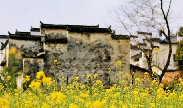 春光灿烂，这些地方的油菜花开成了海