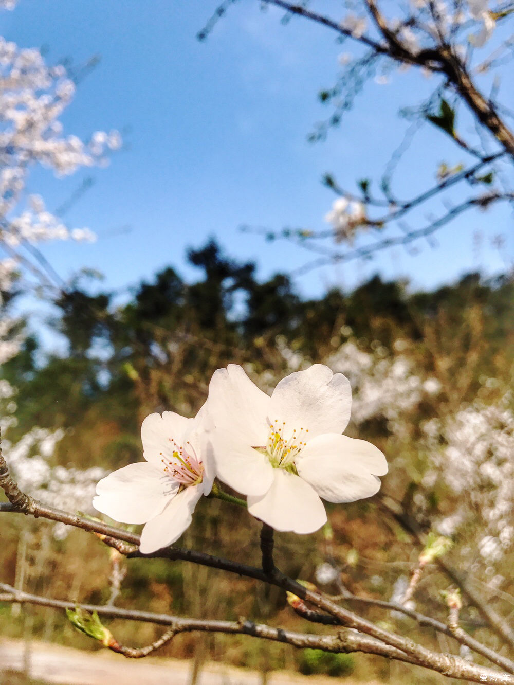 【春之彩】又是一年樱花烂漫时
