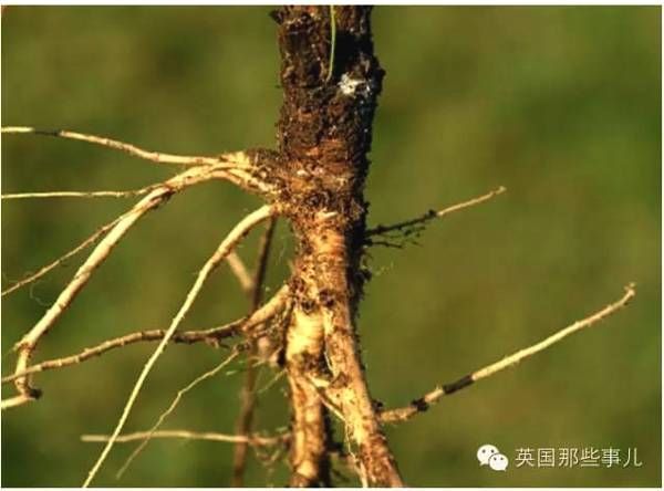 当人类还没能驯化香蕉萝卜玉米那会，我真的猜不到他们居然长这样