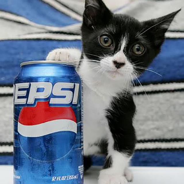 吉尼斯最小只猫咪世界纪录保持者,身高跟一罐