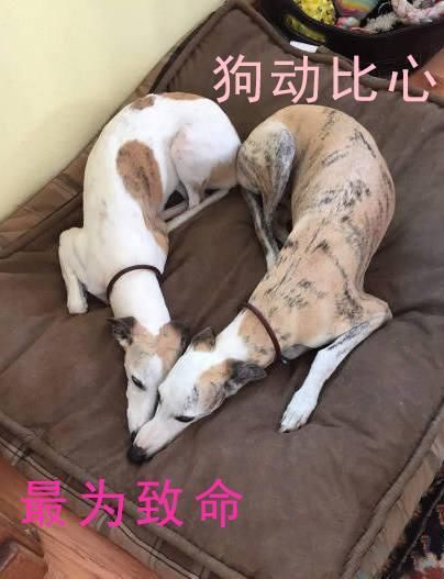 魔兽世界最好看女角色之一,却因为爱情毁了整个国家,被玩家骂惨