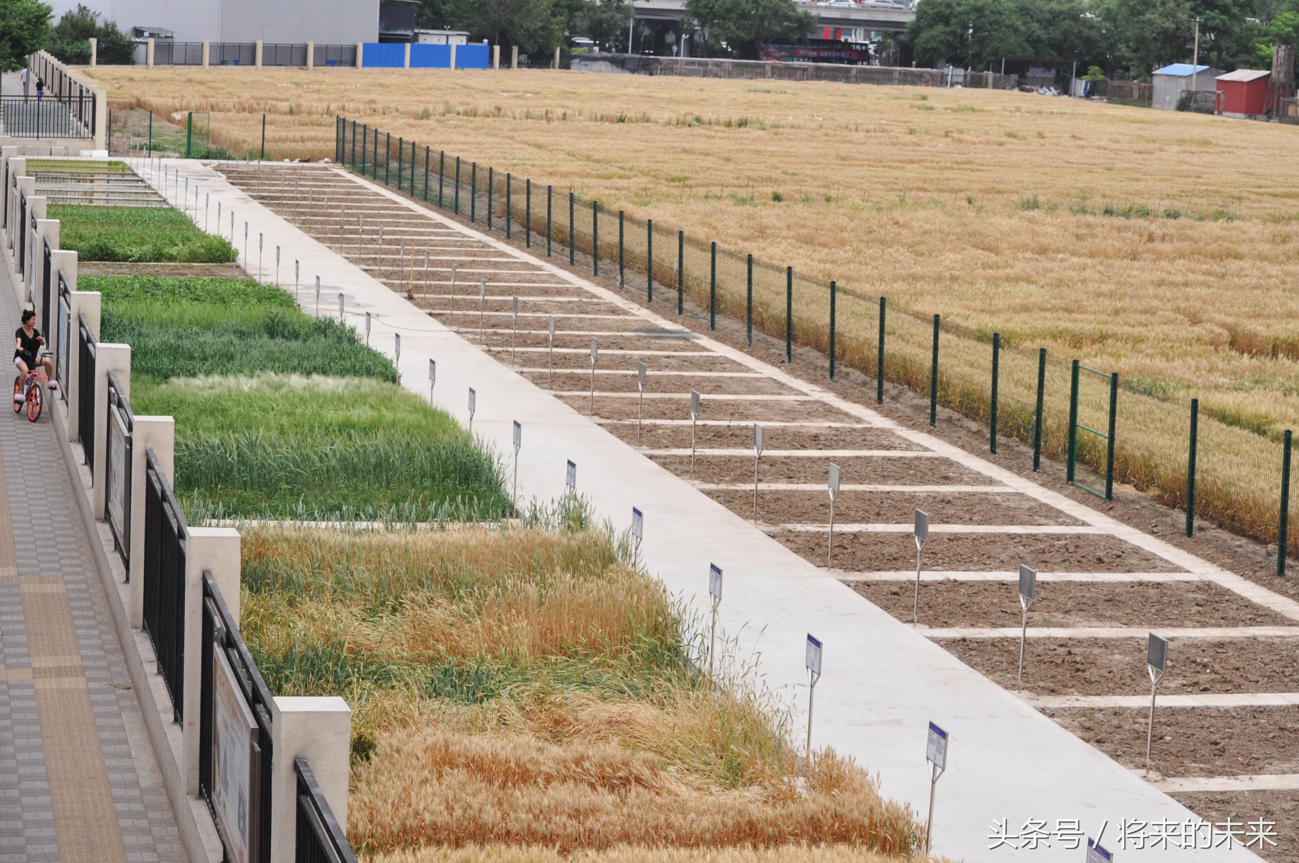 北京市区“唯一”麦田，价值几百亿，网友:这小麦得比金条贵