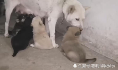 中华田园犬好养不好养