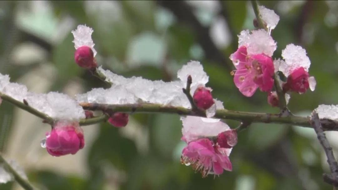 这些地方下雪了~~春如四季的时候又到了……啥时候可以穿T恤?戳里