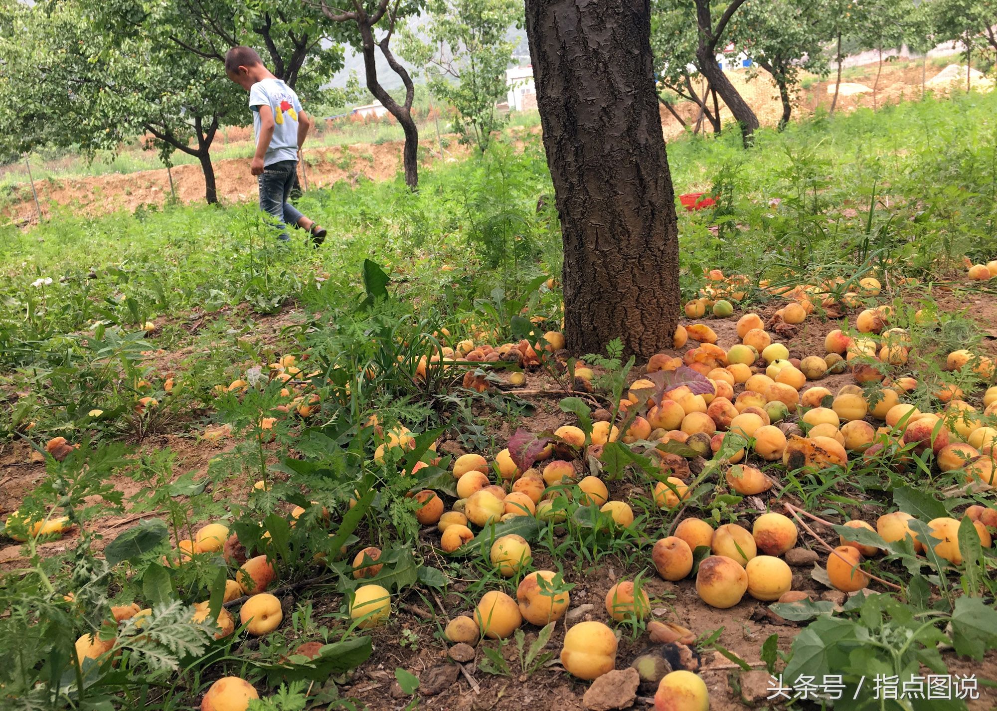 冰雹砸掉杏农6成收成 村民:能卖几个钱算几个吧