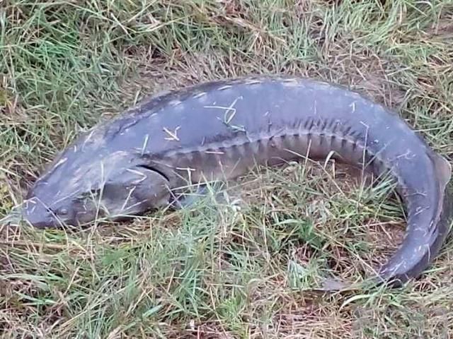 钓友圈流行大物坑钓鲟鱼,几个人抱成一团,鱼竿