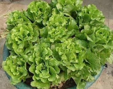 适合在家种的三种蔬菜, 一盆长满一大片, 够全家