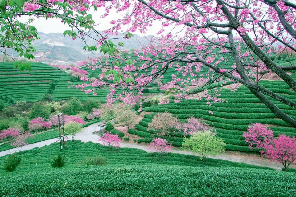 踏春|分分钟秒杀东瀛樱花，看“群樱荟萃”的中国最美赏樱地