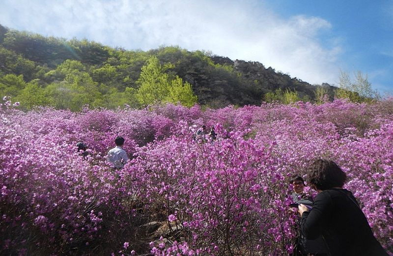 隐藏在深山的杜鹃花!北京最壮观最集中的映山红，附近有神秘石刻
