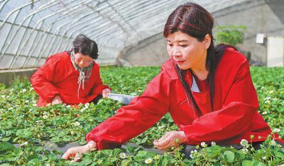 她返乡创业，带领乡亲们种植草莓铺就致富路