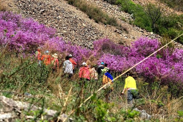白山户外群关门砬子观映山红休闲一日游