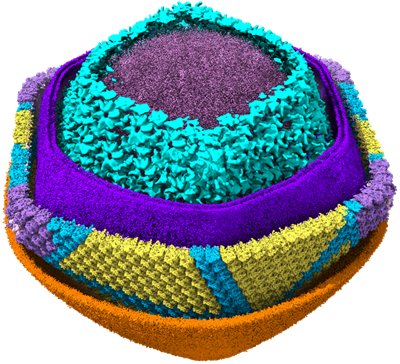 非洲猪瘟病毒的基因