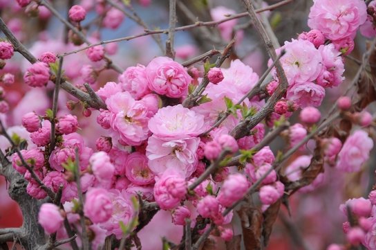 2017青海民和桃花节,2017青海民和桃花节时间