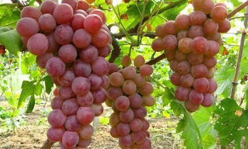 感冒、牙疼、痛经、失眠.不要再一味吃药,试试