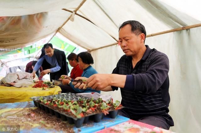 农村一种买卖不赔本，一年赚了10万，村里人都开始模仿