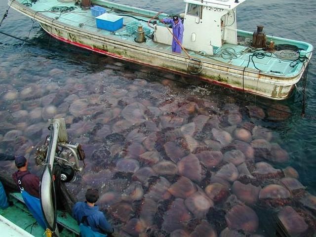 出海遇到万斤水母，但打捞后却一脸沉默，网友自已作死还害无辜