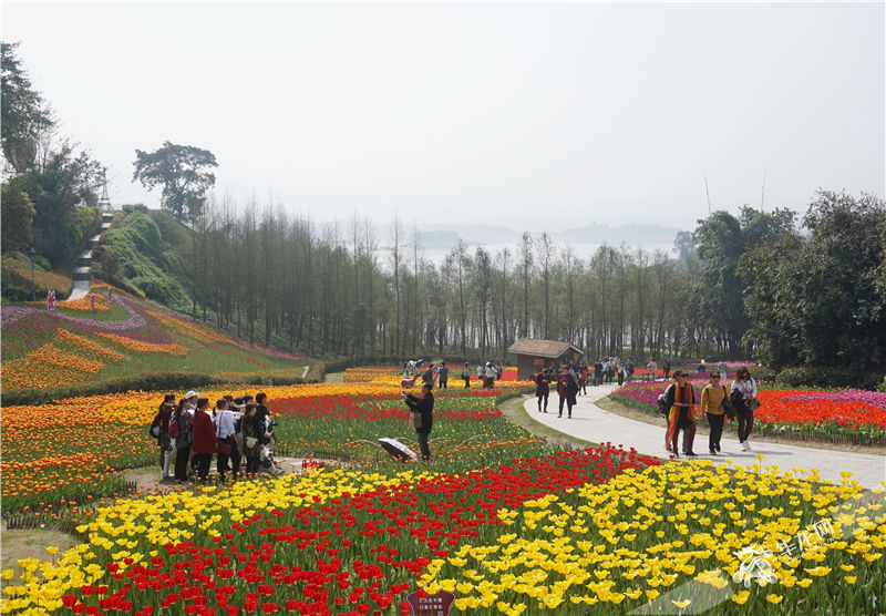 又是赏花好去处 长寿湖100余万株郁金香开好啦