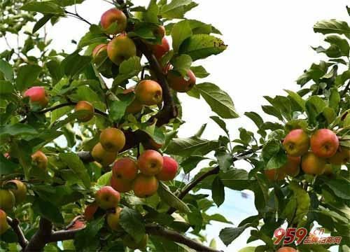 什么果树好管理又赚钱?种植这10种果树一年就
