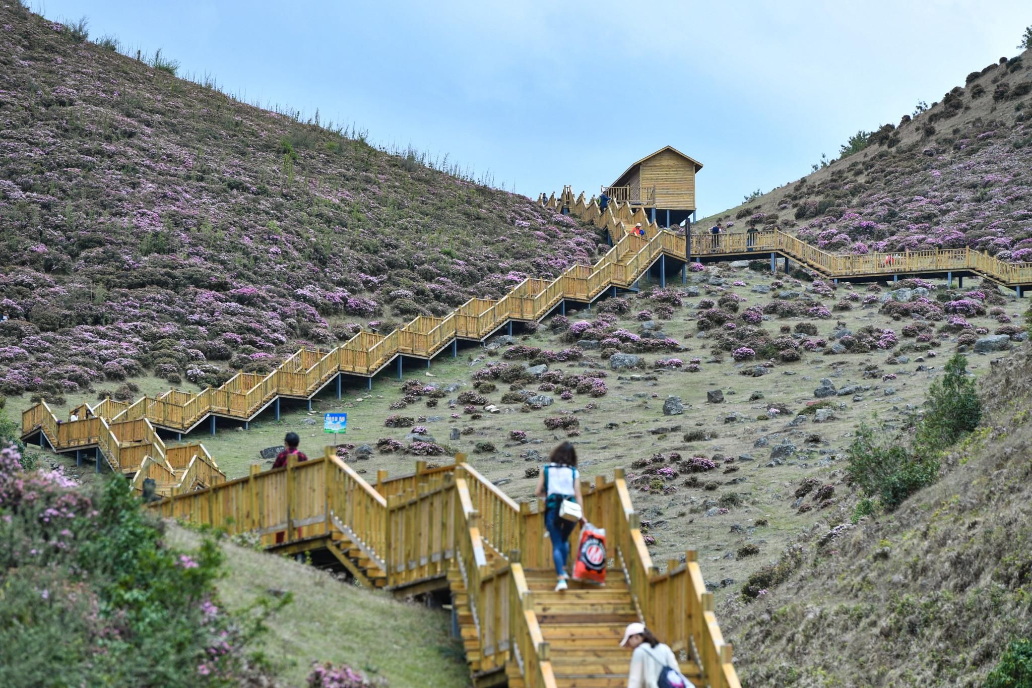 昆明禄劝:野生高山杜鹃满山盛开