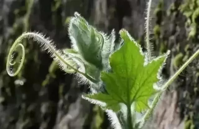 几块钱一把的菜叶子，原来还有这么多神奇的功效……