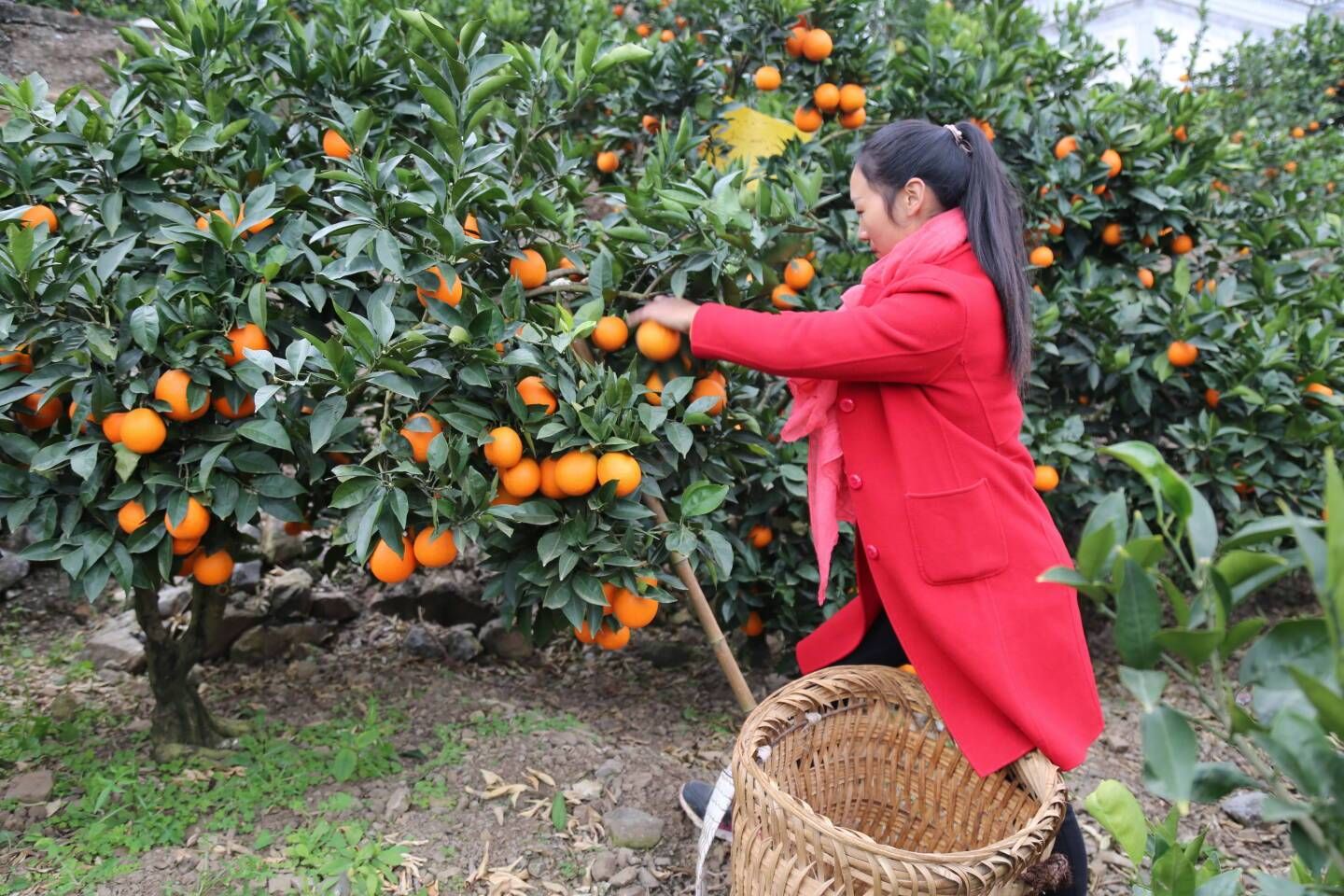 我给云南永善脐橙颁发年底大奖,管你流不流口水我先流