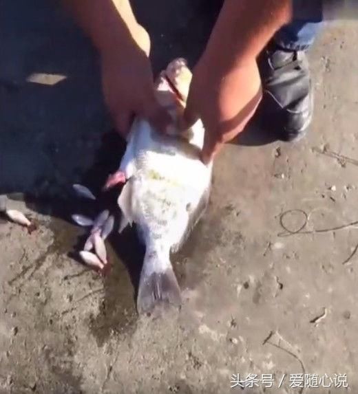 男子岸边发现肚子鼓鼓难产的鱼,帮它引产后,结