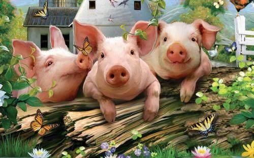 安心养猪，猪价7、8月还会继续涨！