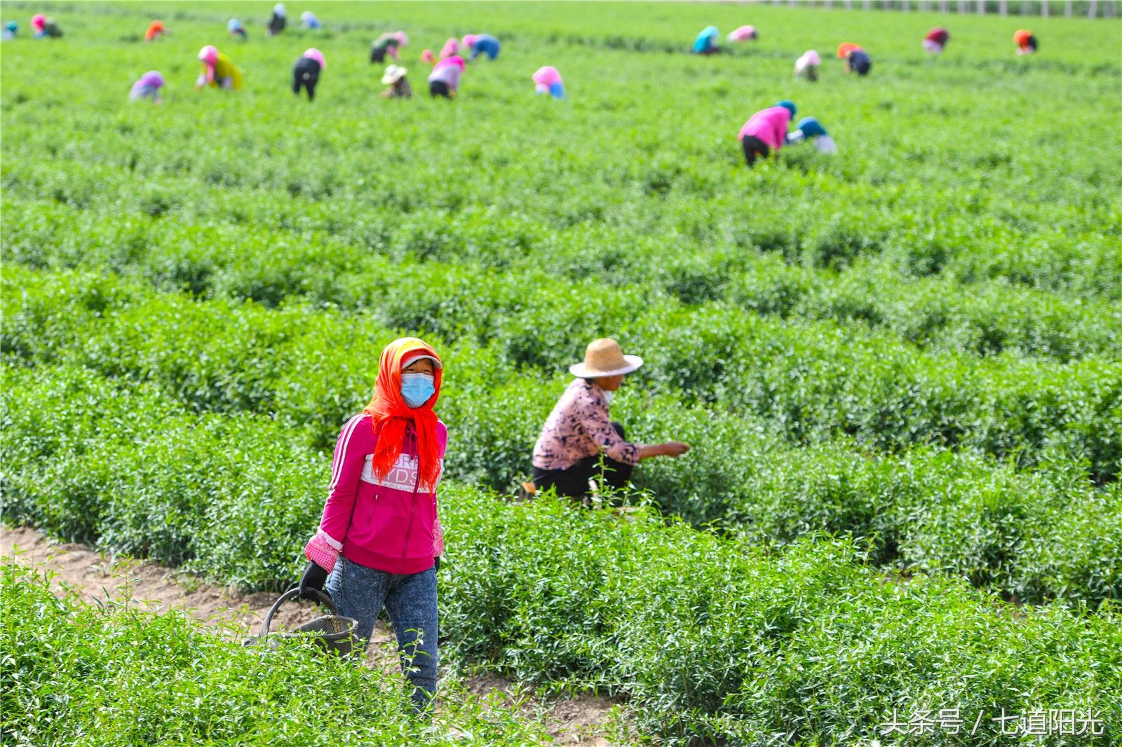 贺兰山下枸杞叶茶采摘如火如荼