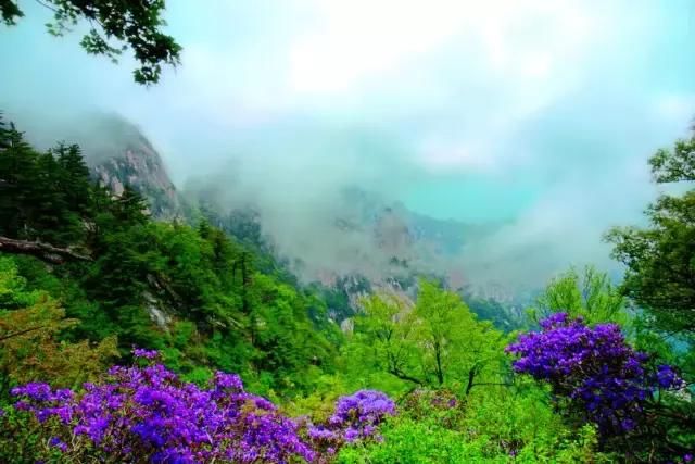 河南这5个地方的野生杜鹃山都染红了天！趁着假期赶紧看花去