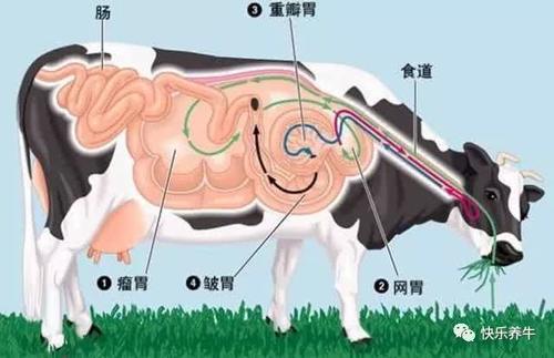 牛4个胃都有什么功能?容易发生哪些疾病?