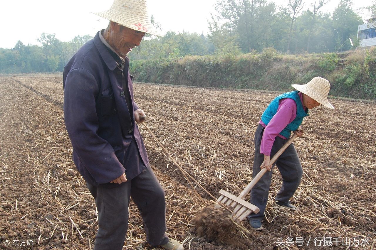 10张农村老人田间劳作的照片，看完让人思绪万千