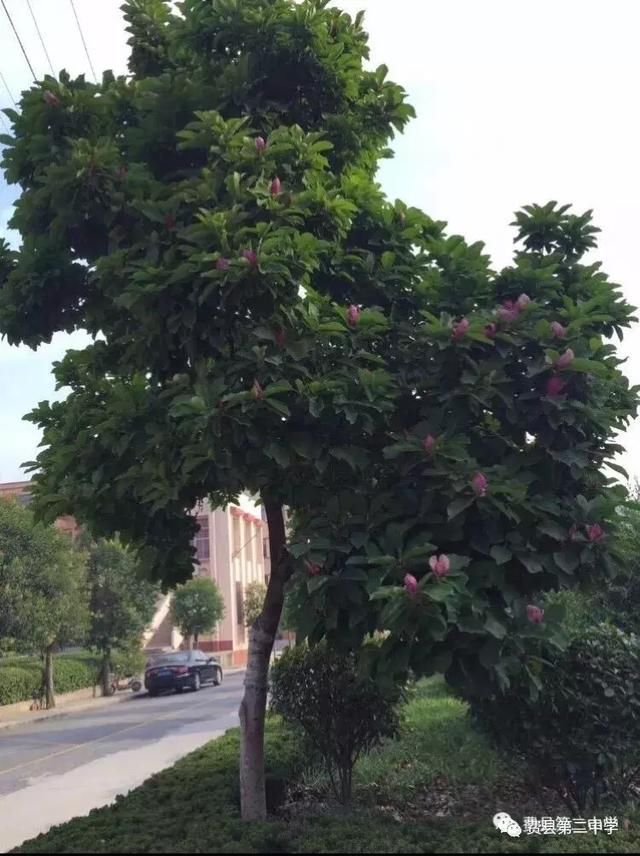 花树简谱_鸡蛋花树图片(3)