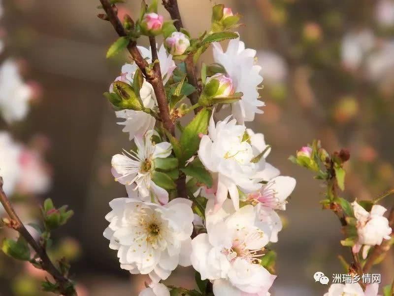 赤水广场边的梅花盛开了