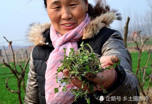 春天农民地边挖野菜 称做菜烧汤吃可香啦