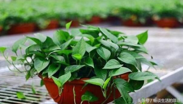 养绿萝用什么花盆好你知道吗?下面就来看看各