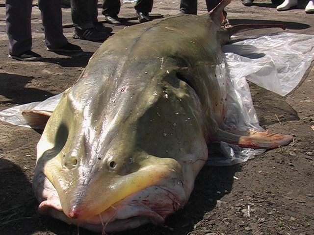 直击:世界上最大的淡水鱼:与恐龙共同生活过,最