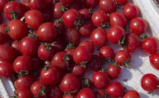 圣女果有6大好处,但这样吃会引起中毒,快告诉